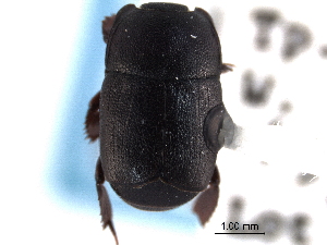  (Psiloscelis corrosa - CNC COLEO 00152275)  @11 [ ] CreativeCommons - Attribution (2012) CNC/CBG Photography Group Centre for Biodiversity Genomics