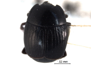  (Atholus falli - CNC COLEO 00152285)  @11 [ ] CreativeCommons - Attribution (2012) CNC/CBG Photography Group Centre for Biodiversity Genomics