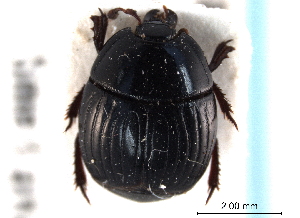  (Atholus sedecimstriatus - CNC COLEO 00152294)  @11 [ ] CreativeCommons - Attribution (2012) CNC/CBG Photography Group Centre for Biodiversity Genomics