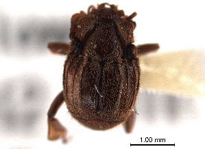  (Atholus hetaerius - CNC COLEO 00152299)  @11 [ ] CreativeCommons - Attribution (2012) CNC/CBG Photography Group Centre for Biodiversity Genomics