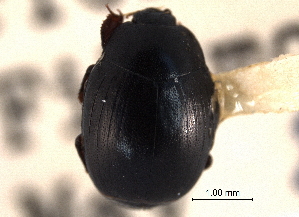  ( - CNC COLEO 00152306)  @11 [ ] CreativeCommons - Attribution (2012) CNC/CBG Photography Group Centre for Biodiversity Genomics