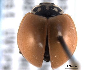  ( - CNC COLEO 00154268)  @14 [ ] CreativeCommons - Attribution (2012) CNC/CBG Photography Group Centre for Biodiversity Genomics