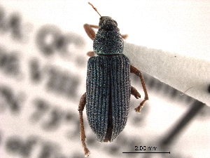  (Polydrusus formosus - CNC COLEO 00154664)  @15 [ ] CreativeCommons - Attribution (2012) CNC/CBG Photography Group Centre for Biodiversity Genomics