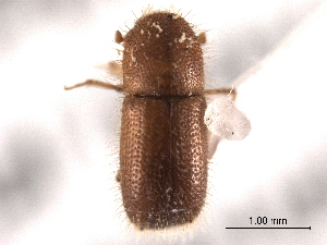  ( - CNC COLEO 00154695)  @13 [ ] CreativeCommons - Attribution (2012) CNC/CBG Photography Group Centre for Biodiversity Genomics