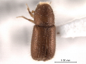  ( - CNC COLEO 00154696)  @13 [ ] CreativeCommons - Attribution (2012) CNC/CBG Photography Group Centre for Biodiversity Genomics