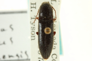  (Melanotus longulus oregonensis - CNC COLEO 00158775)  @11 [ ] CreativeCommons - Attribution (2012) CNC/CBG Photography Group Centre for Biodiversity Genomics