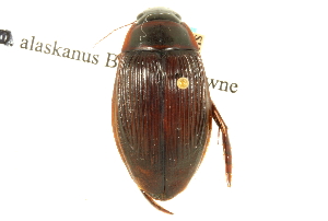  (Dytiscus alaskanus - CNC COLEO 00150353)  @14 [ ] CreativeCommons - Attribution (2012) CNC/CBG Photography Group Centre for Biodiversity Genomics