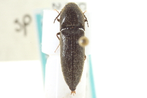  ( - CNC COLEO 00152541)  @13 [ ] CreativeCommons - Attribution (2012) CNC/CBG Photography Group Centre for Biodiversity Genomics