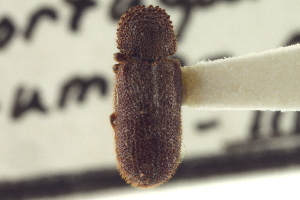  (Stephanopachys quadricollis - CNC COLEO 00155378)  @11 [ ] CreativeCommons - Attribution (2012) CNC/CBG Photography Group Centre for Biodiversity Genomics