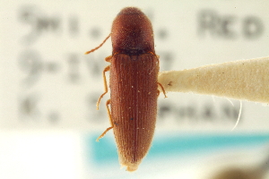  (Glyphonyx testaceus - CNC COLEO 00152659)  @11 [ ] CreativeCommons - Attribution (2012) CNC/CBG Photography Group Centre for Biodiversity Genomics