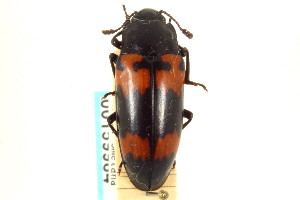  (Megalodacne heros - CNC COLEO 00159984)  @11 [ ] CreativeCommons - Attribution (2012) CNC/CBG Photography Group Centre for Biodiversity Genomics