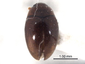  ( - CNC COLEO 00160038)  @11 [ ] CreativeCommons - Attribution (2012) CNC/CBG Photography Group Centre for Biodiversity Genomics
