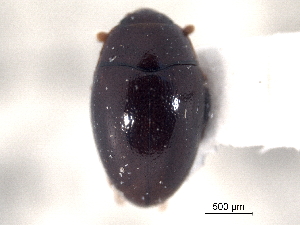  ( - CNC COLEO 00160039)  @11 [ ] CreativeCommons - Attribution (2012) CNC/CBG Photography Group Centre for Biodiversity Genomics