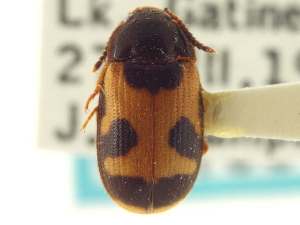  (Mycetophagus punctatus - CNC COLEO 00160181)  @14 [ ] CreativeCommons - Attribution (2012) CNC/CBG Photography Group Centre for Biodiversity Genomics