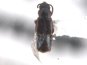  ( - CNC COLEO 00249977)  @13 [ ] CreativeCommons - Attribution (2013) CNC/CBG Photography Group Centre for Biodiversity Genomics