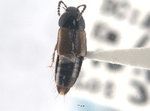  ( - CNC COLEO 00250202)  @11 [ ] CreativeCommons - Attribution (2013) CNC/CBG Photography Group Centre for Biodiversity Genomics