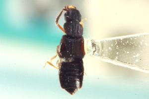  ( - CNC COLEO 00250935)  @11 [ ] CreativeCommons - Attribution (2014) CBG Photography Group Centre for Biodiversity Genomics