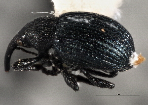  ( - CNC COLEO 00160269)  @13 [ ] CreativeCommons - Attribution (2013) CNC/CBG Photography Group Centre for Biodiversity Genomics
