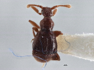  ( - CNC COLEO 00162861)  @11 [ ] CreativeCommons - Attribution (2013) CBG Photography Group Centre for Biodiversity Genomics