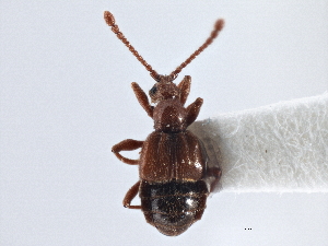  (Tyrus corticinus - CNC COLEO 00162878)  @13 [ ] CreativeCommons - Attribution (2013) CNC/CBG Photography Group Centre for Biodiversity Genomics