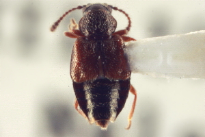  ( - CNC COLEO 00250759)  @11 [ ] CreativeCommons - Attribution (2014) CBG Photography Group Centre for Biodiversity Genomics
