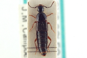  (Acylophorus caseyi - CNC COLEO 00251641)  @14 [ ] CreativeCommons - Attribution (2014) CBG Photography Group Centre for Biodiversity Genomics