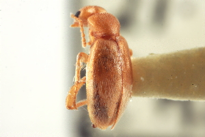  ( - CNC COLEO 00252235)  @12 [ ] CreativeCommons - Attribution (2014) CBG Photography Group Centre for Biodiversity Genomics