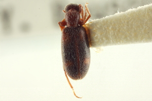  (Anthicus cervinus - CNC COLEO 00252246)  @14 [ ] CreativeCommons - Attribution (2014) CBG Photography Group Centre for Biodiversity Genomics