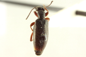  (Anthicus coracinus - CNC COLEO 00252251)  @14 [ ] CreativeCommons - Attribution (2014) CBG Photography Group Centre for Biodiversity Genomics