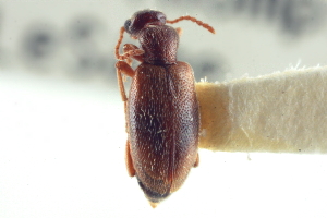  (Anthicus ephippium - CNC COLEO 00252258)  @14 [ ] CreativeCommons - Attribution (2014) CBG Photography Group Centre for Biodiversity Genomics