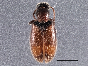  ( - CNC COLEO 00252267)  @11 [ ] CreativeCommons - Attribution (2014) CBG Photography Group Centre for Biodiversity Genomics