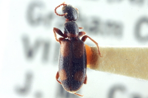 (Anthicus lecontei - CNC COLEO 00252271)  @11 [ ] CreativeCommons - Attribution (2014) CBG Photography Group Centre for Biodiversity Genomics