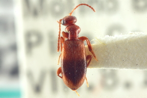  ( - CNC COLEO 00252298)  @11 [ ] CreativeCommons - Attribution (2014) CBG Photography Group Centre for Biodiversity Genomics