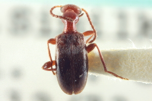  (Ischyropalpus nitidulus - CNC COLEO 00252302)  @13 [ ] CreativeCommons - Attribution (2014) CBG Photography Group Centre for Biodiversity Genomics