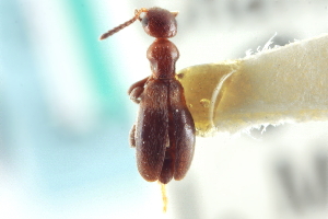  (Ischyropalpus sturmi - CNC COLEO 00252305)  @11 [ ] CreativeCommons - Attribution (2014) CBG Photography Group Centre for Biodiversity Genomics