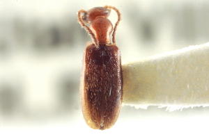  (Ischyropalpus turgidicollis - CNC COLEO 00252306)  @13 [ ] CreativeCommons - Attribution (2014) CBG Photography Group Centre for Biodiversity Genomics