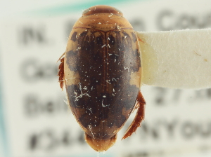 ( - CNC COLEO 00252386)  @11 [ ] CreativeCommons - Attribution (2014) CBG Photography Group Centre for Biodiversity Genomics