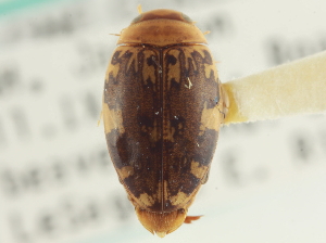  ( - CNC COLEO 00252387)  @14 [ ] CreativeCommons - Attribution (2014) CBG Photography Group Centre for Biodiversity Genomics