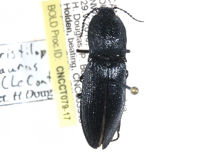  ( - BIOUG32074-G07)  @11 [ ] CreativeCommons - Attribution (2017) CBG Photography Group Centre for Biodiversity Genomics
