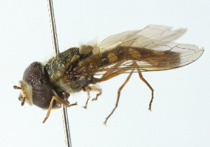  ( - CNC DIPTERA 102918)  @11 [ ] CreativeCommons - Attribution (2011) CNC/CBG Photography Group Centre for Biodiversity Genomics