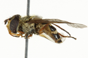  ( - CNC DIPTERA 101538)  @14 [ ] CreativeCommons - Attribution (2011) CNC/CBG Photography Group Centre for Biodiversity Genomics