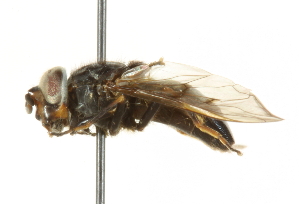  ( - CNC DIPTERA 101582)  @12 [ ] CreativeCommons - Attribution (2011) CNC/CBG Photography Group Centre for Biodiversity Genomics