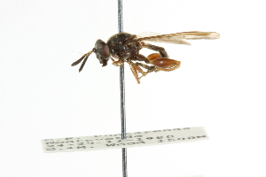  ( - CNC DIPTERA 101640)  @12 [ ] CreativeCommons - Attribution (2011) CNC/CBG Photography Group Centre for Biodiversity Genomics