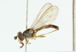  ( - CNC DIPTERA 101677)  @11 [ ] CreativeCommons - Attribution (2011) CNC/CBG Photography Group Centre for Biodiversity Genomics