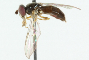  ( - CNC DIPTERA 101682)  @12 [ ] CreativeCommons - Attribution (2011) CNC/CBG Photography Group Centre for Biodiversity Genomics