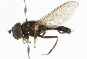  ( - CNC DIPTERA 101805)  @11 [ ] CreativeCommons - Attribution (2011) CNC/CBG Photography Group Centre for Biodiversity Genomics