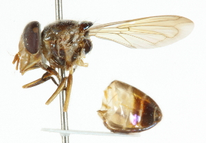  ( - CNC DIPTERA 101918)  @11 [ ] CreativeCommons - Attribution (2011) CNC/CBG Photography Group Centre for Biodiversity Genomics