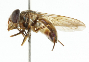  ( - CNC DIPTERA 101919)  @11 [ ] CreativeCommons - Attribution (2011) CNC/CBG Photography Group Centre for Biodiversity Genomics