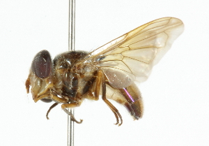  ( - CNC DIPTERA 101920)  @11 [ ] CreativeCommons - Attribution (2011) CNC/CBG Photography Group Centre for Biodiversity Genomics