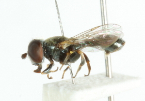  ( - CNC DIPTERA 102107)  @11 [ ] CreativeCommons - Attribution (2011) CNC/CBG Photography Group Centre for Biodiversity Genomics